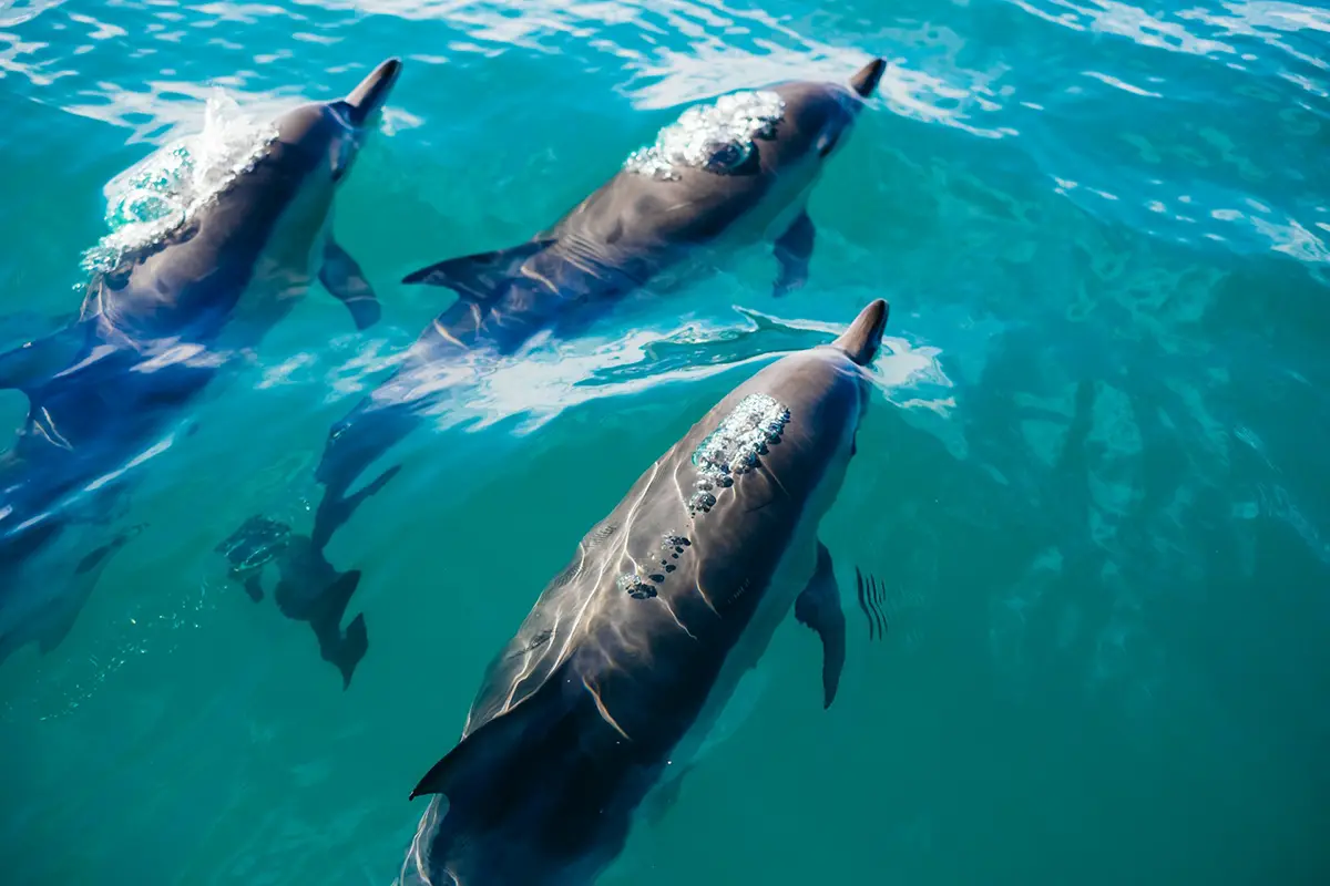 dolphin