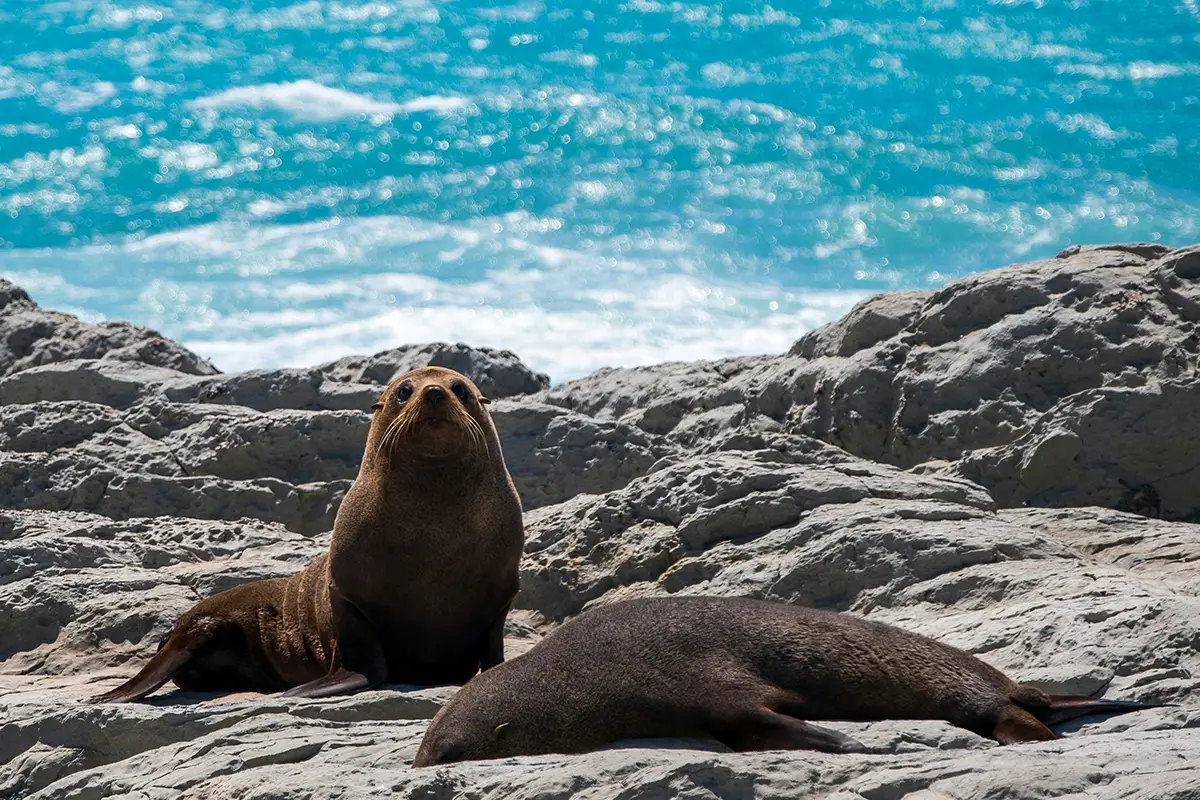 seal