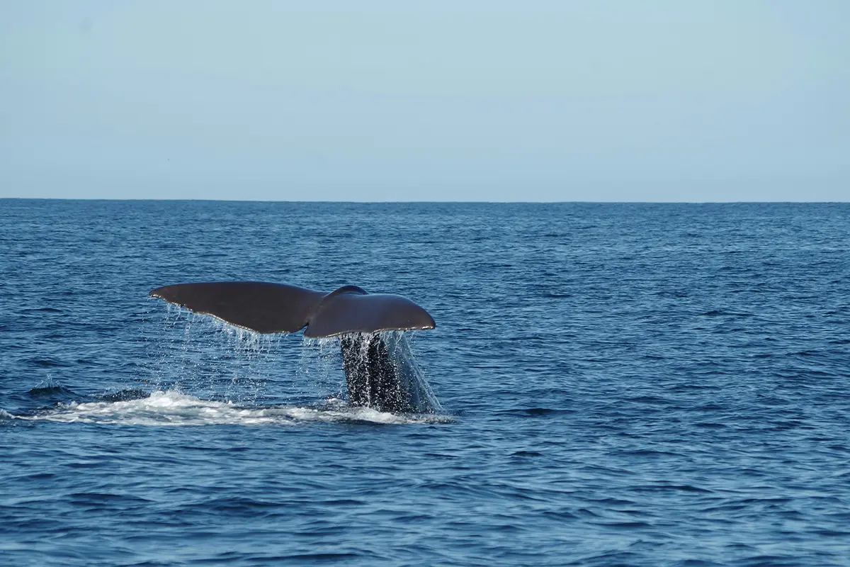 whale